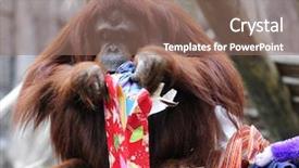  Presentation with gift - Colorful presentation theme enhanced with orangutan peeking into a christmas backdrop and a coral colored foreground