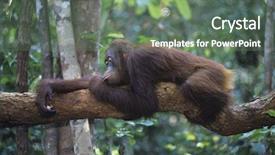  Presentation with branch - Presentation theme with orangutan resting on branch in forest background and a gray colored foreground