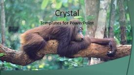  Presentation with branch - Slides featuring orangutan resting on branch background and a seafoam green colored foreground