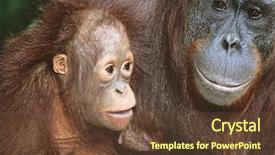  Presentation with animal - Colorful theme enhanced with orangutan with young close-up backdrop and a tawny brown colored foreground