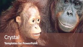  Presentation with close up of young girls - Beautiful slides featuring orangutan with young close-up backdrop and a tawny brown colored foreground