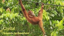  Presentation with animal - Cool new PPT theme with orangutan backdrop and a tawny brown colored foreground