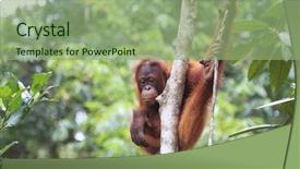  Presentation with animal - Presentation theme enhanced with orangutan background and a seafoam green colored foreground