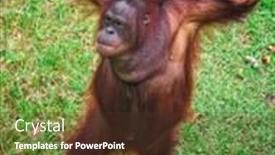 Presentation with malaysia - Beautiful slide deck featuring orangutang-in-kubah-national-park backdrop and a tawny brown colored foreground