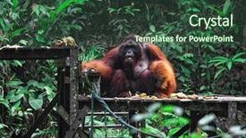  Presentation with rehabilitation - Audience pleasing theme consisting of orangutang in semenggoh wildlife rehabilitation backdrop and a  colored foreground