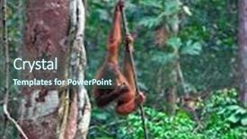  Presentation with rehabilitation - Cool new presentation with orangutang in semenggoh wildlife rehabilitation centre backdrop and a ocean colored foreground