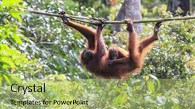  Presentation with mother baby - Slide set with orangutans mother and baby background and a mint green colored foreground