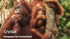  Presentation with mother baby - Slide set consisting of orangutans mother and baby background and a tawny brown colored foreground