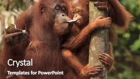  Presentation with mother baby - PPT theme enhanced with orangutans mother and baby background and a tawny brown colored foreground