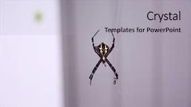  Presentation with spider - Audience pleasing PPT layouts consisting of orb-weaver spiders aka araneids backdrop and a light gray colored foreground