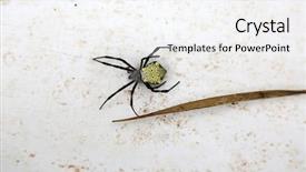  Presentation with spider - Slide deck featuring orb-weaver spiders aka araneids background and a white colored foreground