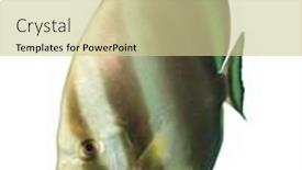  Presentation with white - Slide deck having orbicular-spadefish-batfish-isolated background and a soft green colored foreground