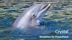  Presentation with dolphin - Slides with orca - bottlenose dolphin jumping in blue background and a ocean colored foreground
