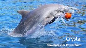  Presentation with funny animal - Presentation theme enhanced with orca - dolphin smiling and playing background and a teal colored foreground