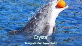  Presentation with funny animal - Presentation theme consisting of orca - dolphin smiling and playing background and a ocean colored foreground