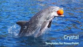  Presentation with funny animal - Beautiful presentation theme featuring orca - dolphin smiling and playing backdrop and a ocean colored foreground