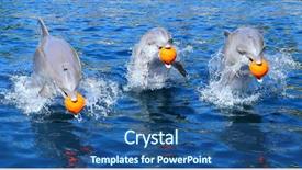  Presentation with funny animals - Cool new presentation theme with orca - group of happy dolphins jumping backdrop and a ocean colored foreground