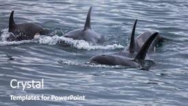  Presentation with killer whale - Audience pleasing PPT theme consisting of orca - killer whale group backdrop and a seafoam green colored foreground
