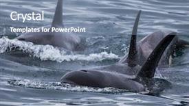  Presentation with killer whale - Beautiful presentation theme featuring orca - killer whale group backdrop and a seafoam green colored foreground