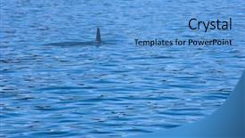  Presentation with killer whale - Beautiful presentation theme featuring agriculture - olive tree orchard backdrop and a gray colored foreground