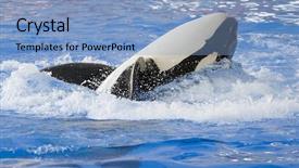  Presentation with killer whale - Slide deck with orca - killer whale rolling on its background and a light blue colored foreground