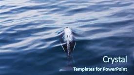  Presentation with killer whale - Audience pleasing presentation consisting of orca - killer whale backdrop and a ocean colored foreground