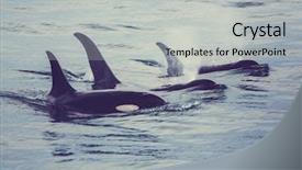  Presentation with killer whale - Audience pleasing slide deck consisting of orca killer whale in alaska backdrop and a light gray colored foreground