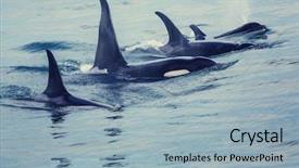  Presentation with killer whale - PPT theme having orca killer whale in alaska background and a light blue colored foreground