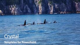  Presentation with killer whale - Slides with orca killer whale in alaska background and a teal colored foreground