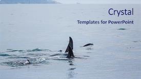  Presentation with killer whale - Slide deck with orca killer whale in alaska background and a lemonade colored foreground