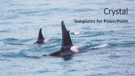  Presentation with killer whale - Colorful PPT theme enhanced with orca killer whale in alaska backdrop and a light blue colored foreground