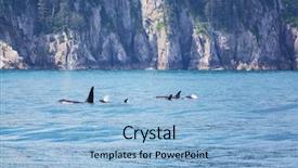  Presentation with killer whale - Beautiful presentation theme featuring orca killer whale in alaska backdrop and a light blue colored foreground