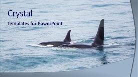 Presentation with killer whale - PPT theme enhanced with orca killer whale in alaska background and a sky blue colored foreground