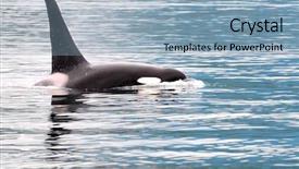  Presentation with killer whale - Slide deck consisting of orca or killer whale near background and a light blue colored foreground
