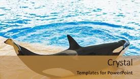  Presentation with whale - Beautiful slide set featuring orca whale in animal park backdrop and a gold colored foreground
