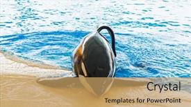  Presentation with whale - Audience pleasing presentation design consisting of orca whale in animal park backdrop and a coral colored foreground