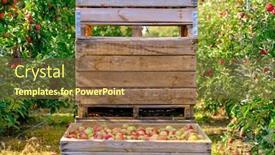  Presentation with orchard - Cool new presentation design with orchard apple harvest boxes with harvested apples backdrop and a tawny brown colored foreground