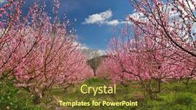  Presentation with orchard - PPT layouts enhanced with orchard blooming spring garden flowers on tree nature composition background and a tawny brown colored foreground