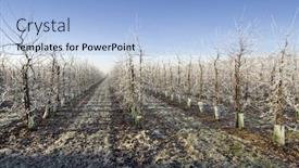  Presentation with orchard - Beautiful presentation theme featuring orchard-entrance-in-the-winter backdrop and a light blue colored foreground