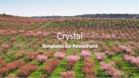  Presentation with orchard - Beautiful slide deck featuring orchard farm rows of trees nature composition backdrop and a coral colored foreground