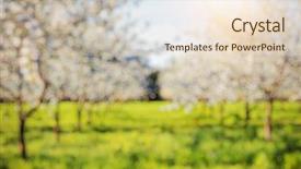  Presentation with light blue - Beautiful slide set featuring orchard in spring and blue backdrop and a lemonade colored foreground