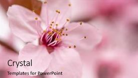  Presentation with japan cherry blossom - Cool new presentation design with orchard planting planting designs - cherry blossom with soft focus backdrop and a lemonade colored foreground