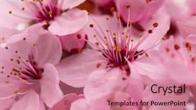  Presentation with cherry blossom - Presentation theme enhanced with orchard planting planting designs - cherry blossom with soft focus background and a coral colored foreground