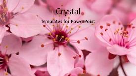  Presentation with cherry blossom - Beautiful slide set featuring orchard planting planting designs - cherry blossom with soft focus backdrop and a coral colored foreground