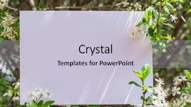  Presentation with cherry blossom - Presentation design with orchard planting planting designs - paper blank between cherry branches background and a lemonade colored foreground