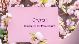  Presentation with frame pink - Presentation design with orchard planting planting designs - paper blank between flowering almond background and a  colored foreground