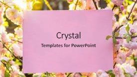  Presentation with frame pink - Beautiful presentation theme featuring orchard planting planting designs - paper blank between flowering almond backdrop and a  colored foreground