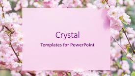  Presentation with frame pink - Cool new presentation theme with orchard planting planting designs - paper blank between flowering almond backdrop and a pink colored foreground