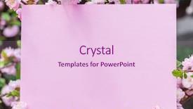  Presentation with frame pink - Colorful presentation theme enhanced with orchard planting planting designs - paper blank between flowering almond backdrop and a lemonade colored foreground