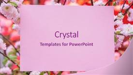  Presentation with frame pink - Presentation theme enhanced with orchard planting planting designs - paper blank between flowering almond background and a lemonade colored foreground